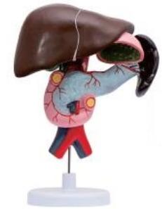 十二指腸、胰、脾解剖模型