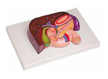 肝、胰、脾、十二指腸、胃模型